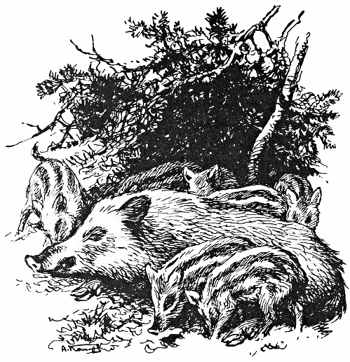Boar sow with sucklings