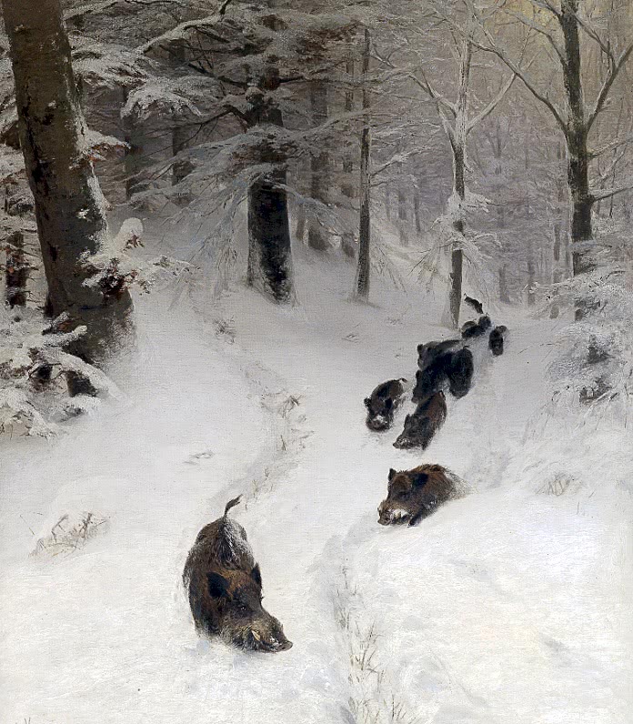 Boars in winter forest