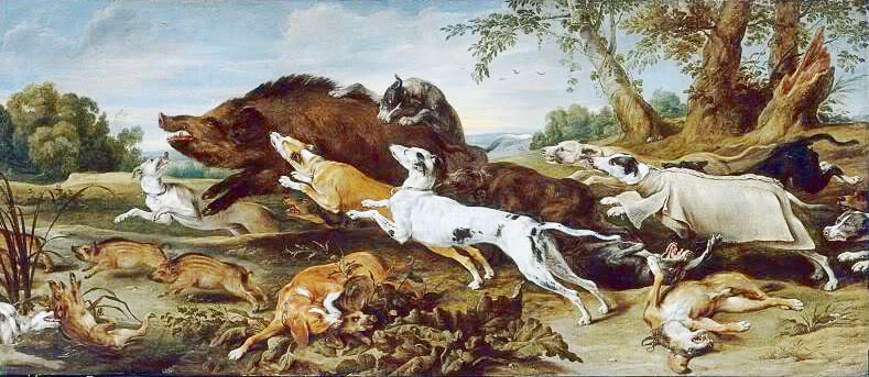 Wild boar attacked by hounds