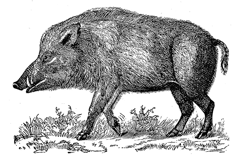 Wild boar lineart