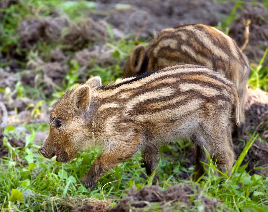wild boar piglets