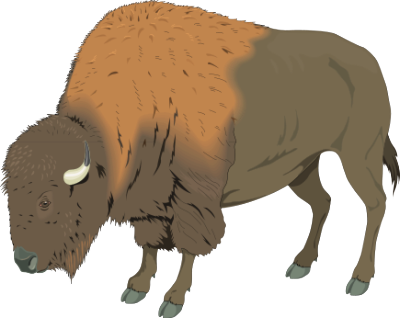 buffalo 1