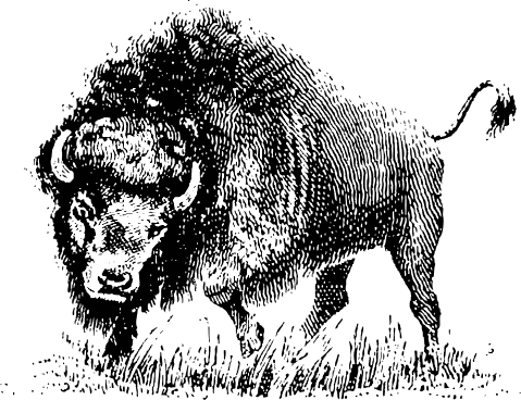 buffalo 4