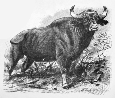 water buffalo 2
