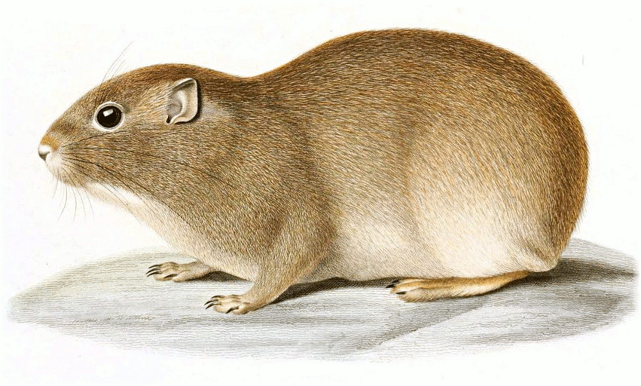 Brazilian yellow-toothed cavy  Galea flavidens