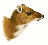 Indian Spotted Chevrotain  Mouse deer