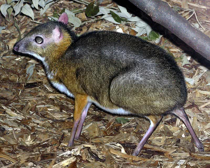 Lesser Malay mouse deer