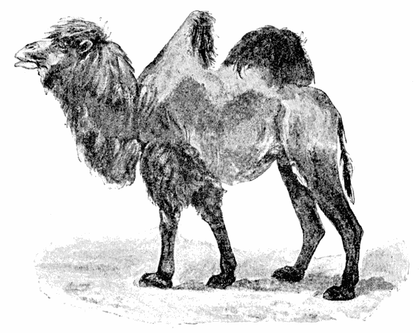 Bactrian Camel  Camelus bactrianus