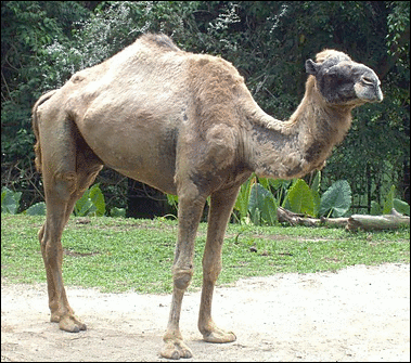 Camel in Singapore Zoo