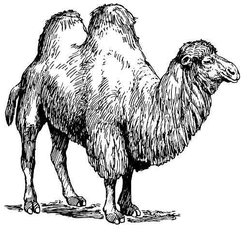 Camel large