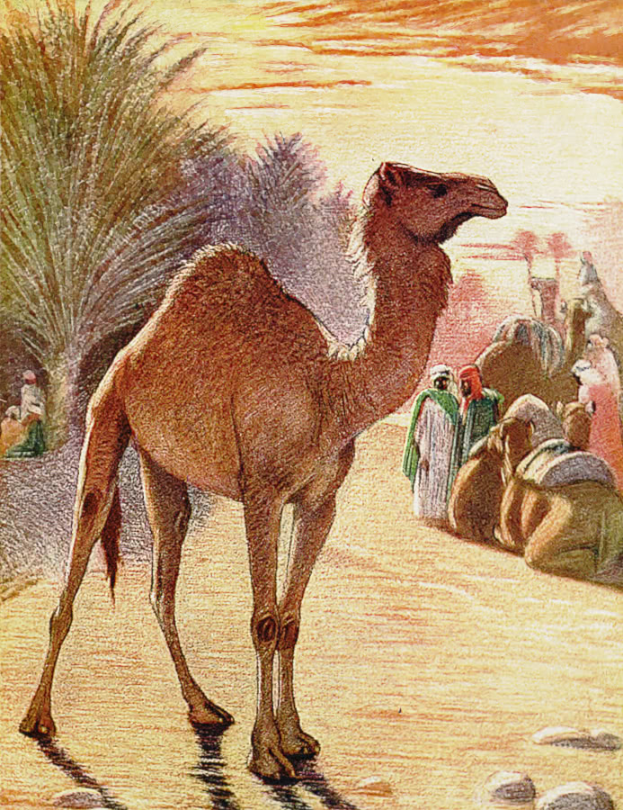 One-hump camel