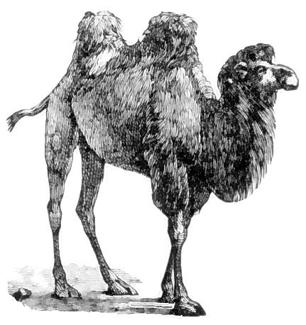 camel BW