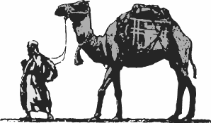 camel being led