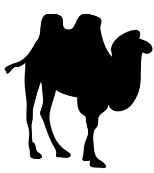 camel contour