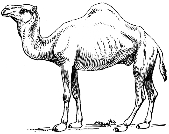 camel dromedary 2