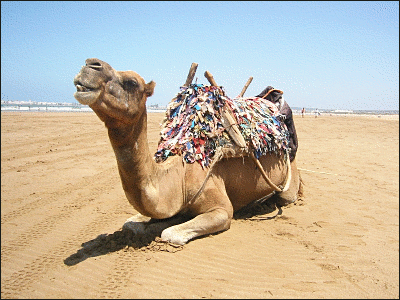camel picture