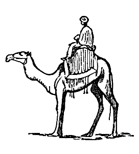 camel rider 2