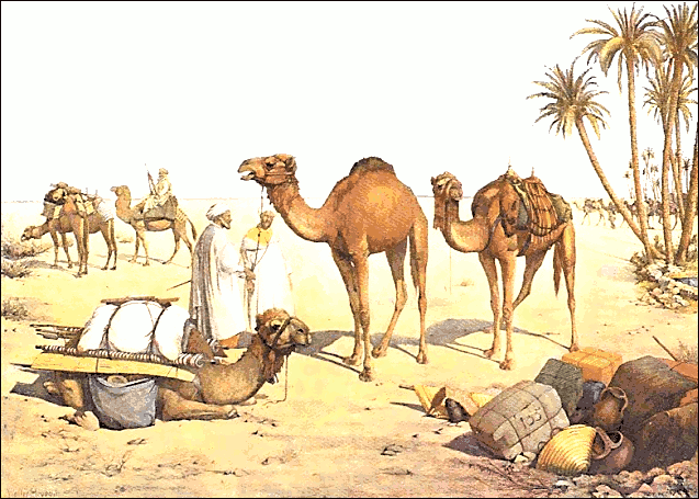 camel travel