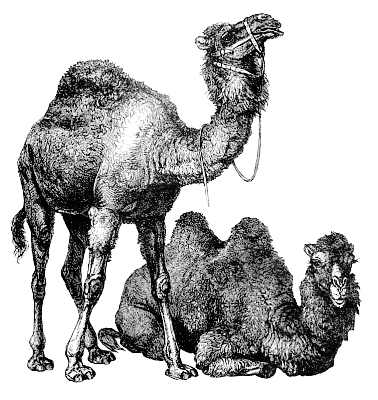 camels 3