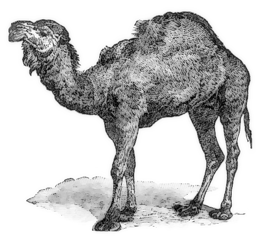 dromedary  Camelus dromedarius
