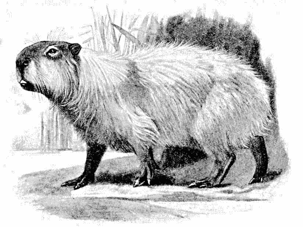 Capybara  Hydrochoerus hydrochaeris