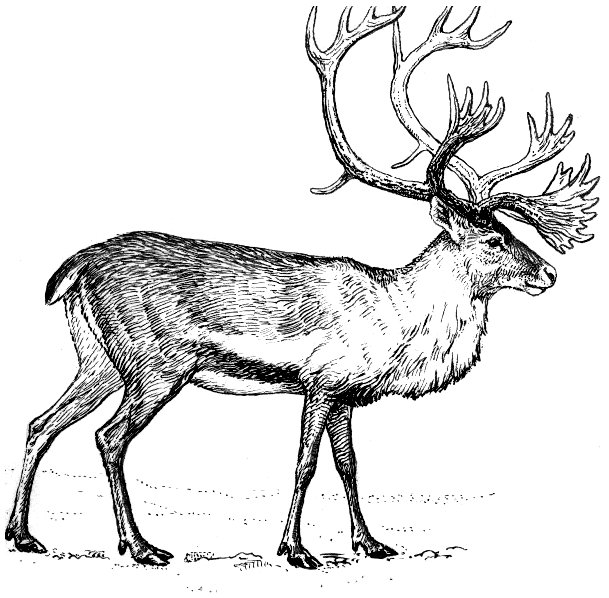 caribou drawing