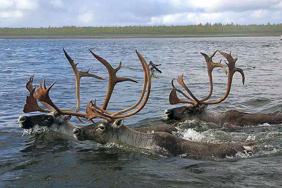 caribou swimming