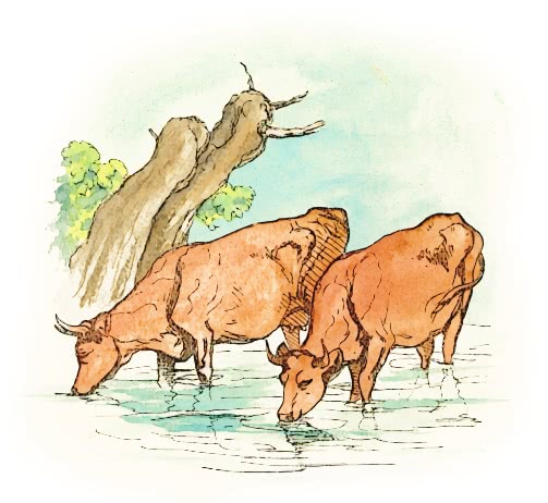 cattle in stream