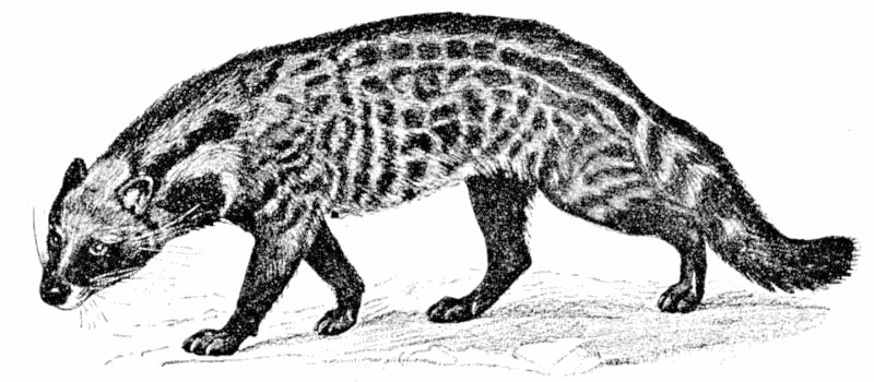 Civet Cat  Viverra civetta