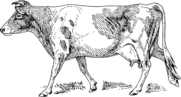Guernsey cow drawing