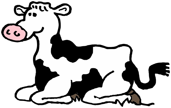 Holstein laying