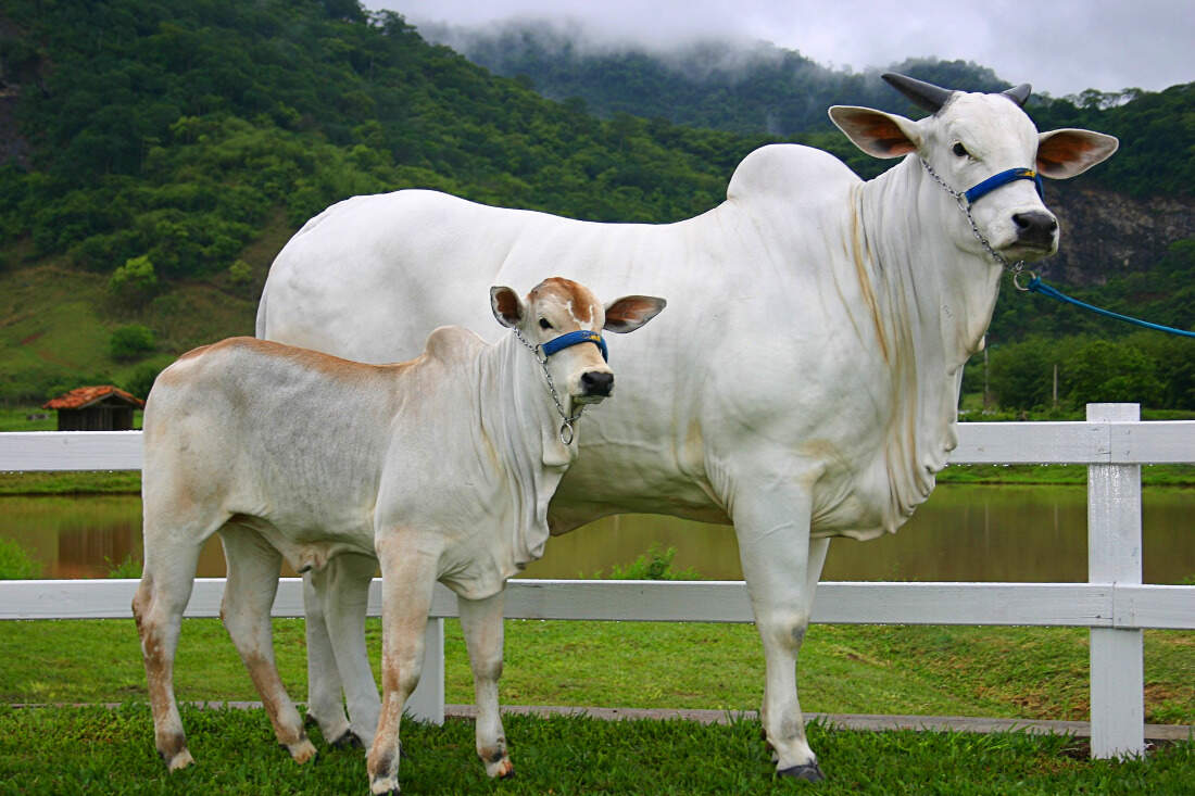 Nelore-cows