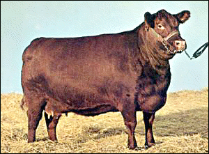 Red Poll