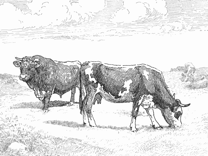 cattle spot color