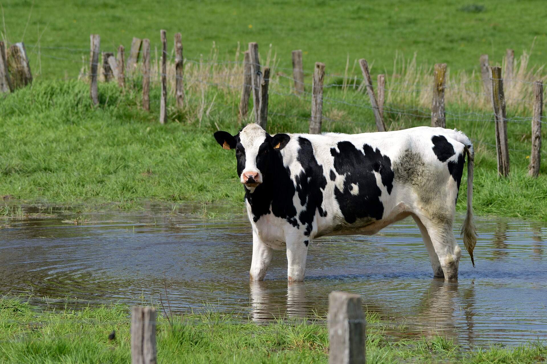 cow-wallow