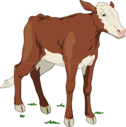 cow 02