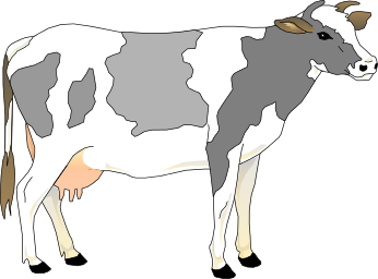 cow 03