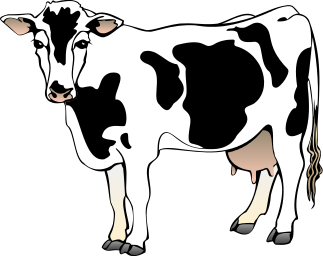 cow 04