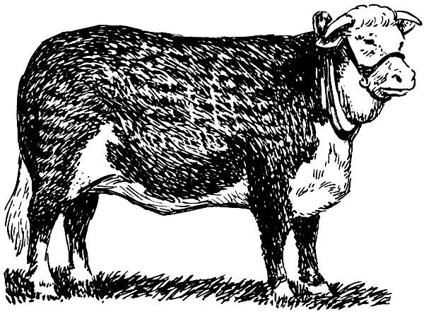 cow Hereford