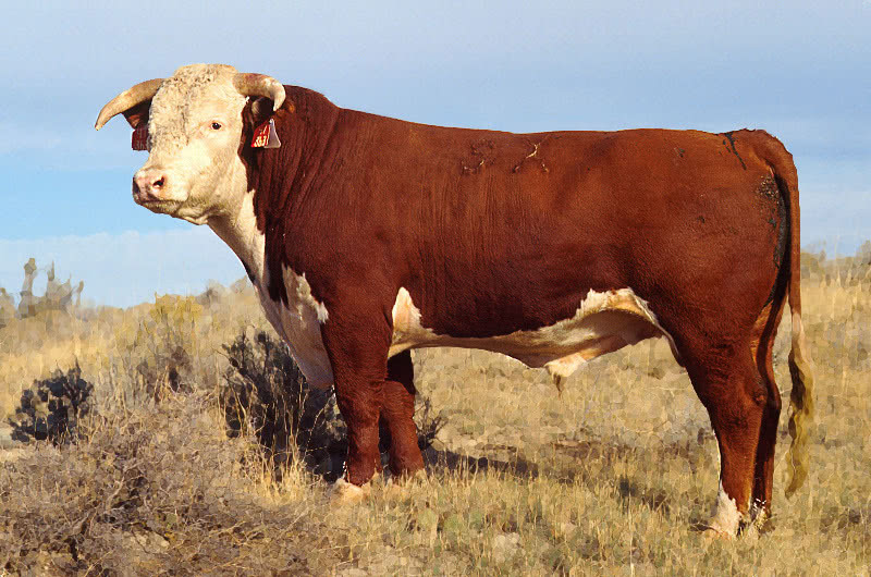 cow Hereford bull