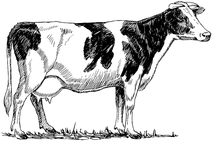 cow Holstein