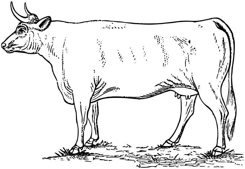 cow lineart