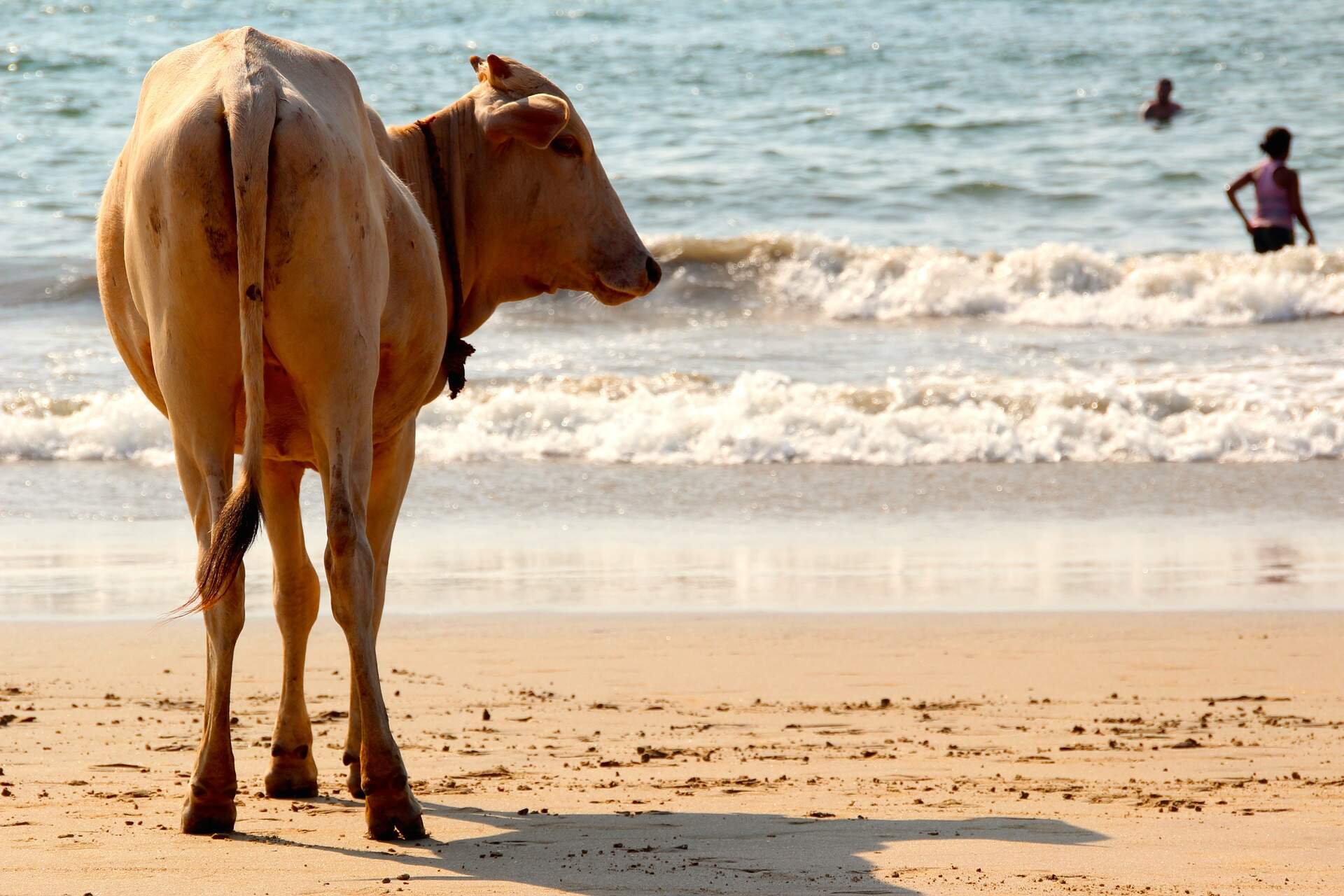 cow on beach