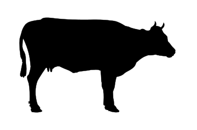 cow profile