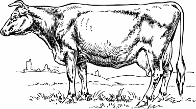 cow sketched