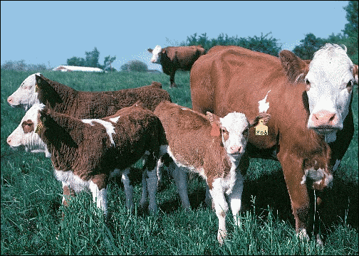 cows and calves
