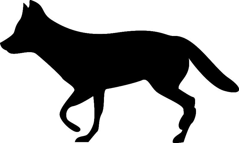 Canis latrans