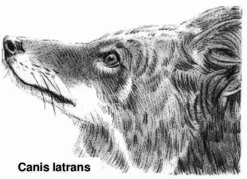 Canis latrans  coyote