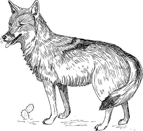 Coyote-lineart