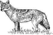 Coyote  Canis latrans BW